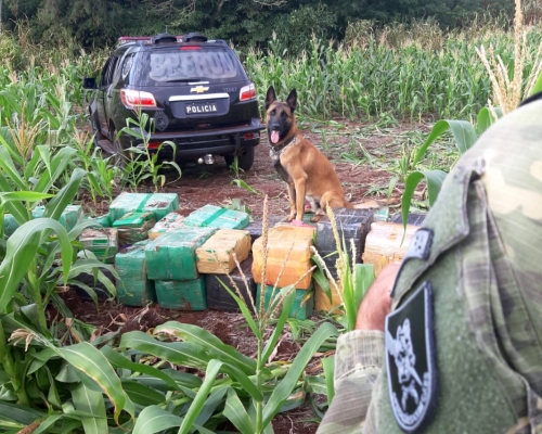 No Paraná, 219 toneladas de drogas foram apreendidas nos primeiros nove meses do ano