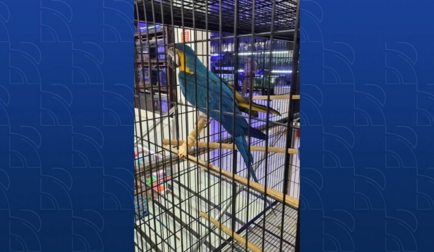Arara-canindé é apreendida em loja de 1,99, em Cascavel