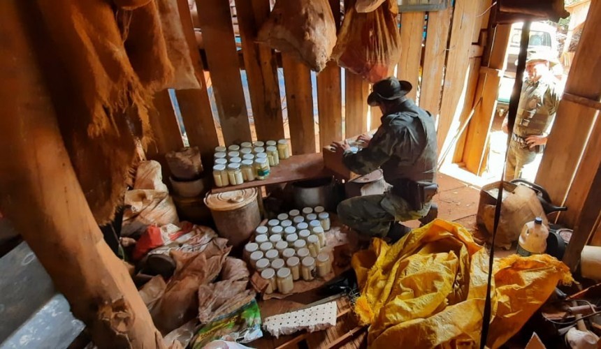 Após denúncia Polícia Ambiental encontra fábrica clandestina de palmito