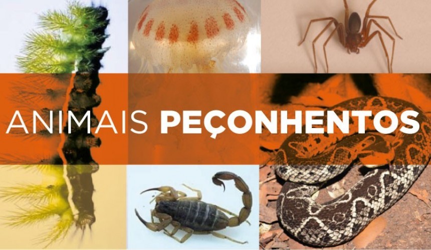 Saúde alerta para cuidados em caso de acidentes com animais peçonhentos no verão
