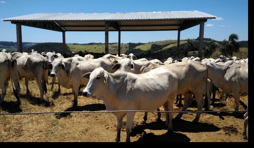 Gado furtado em Santa Izabel do Oeste pode estar em Capitão