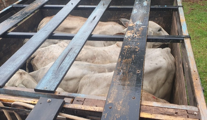 Policias de Capitão e região recuperam quatorze cabeças de gado furtadas em Santa Izabel do Oeste