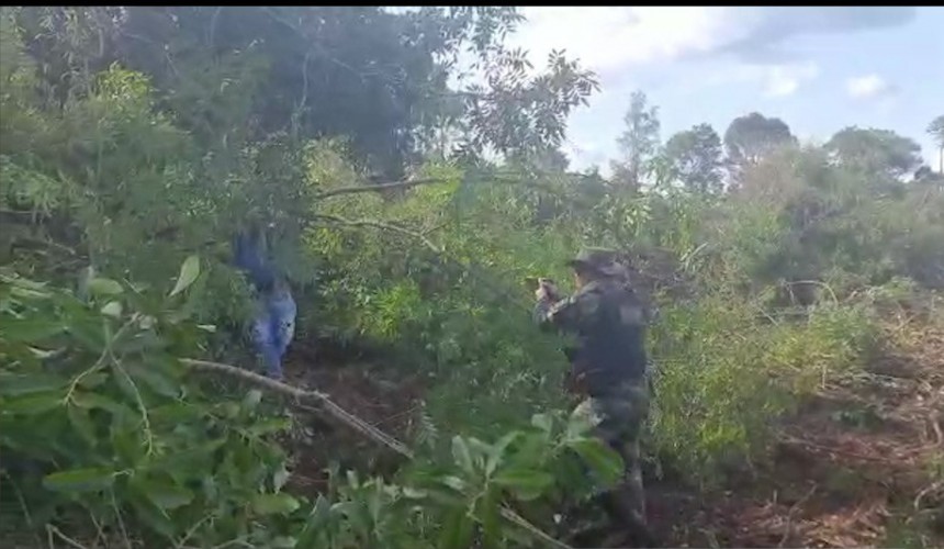 Polícia Militar prende sete pessoas em flagrante por desmatamento irregular da Mata Atlântica