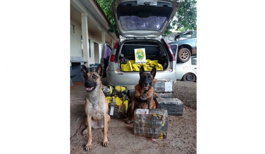 208 kg de maconha são encontrados em Santa Helena