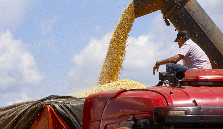 Colheita da primeira safra de milho avança no Paraná e já chega a mais de 60 mil hectares