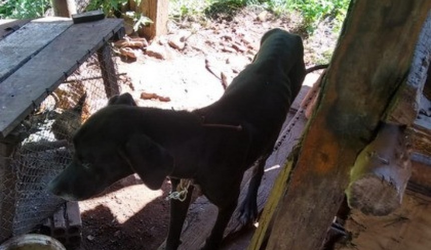 Homem é preso por manter cachorro em situação de maus-tratos