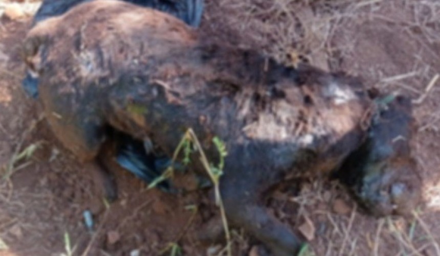 Crueldade: Homem mata cachorro a ‘enxadadas’ porque o animal comia demais em Marmeleiro