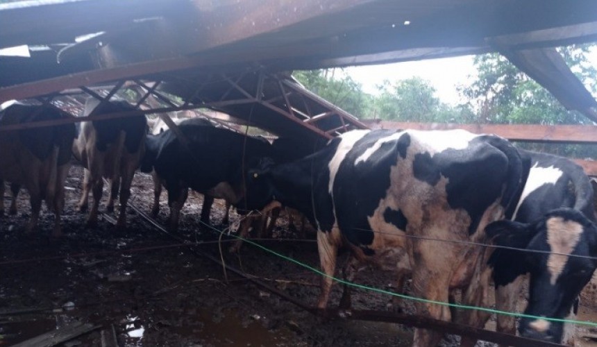 Vendaval causa danos em propriedades na cidade e na área rural de Enéas Marques