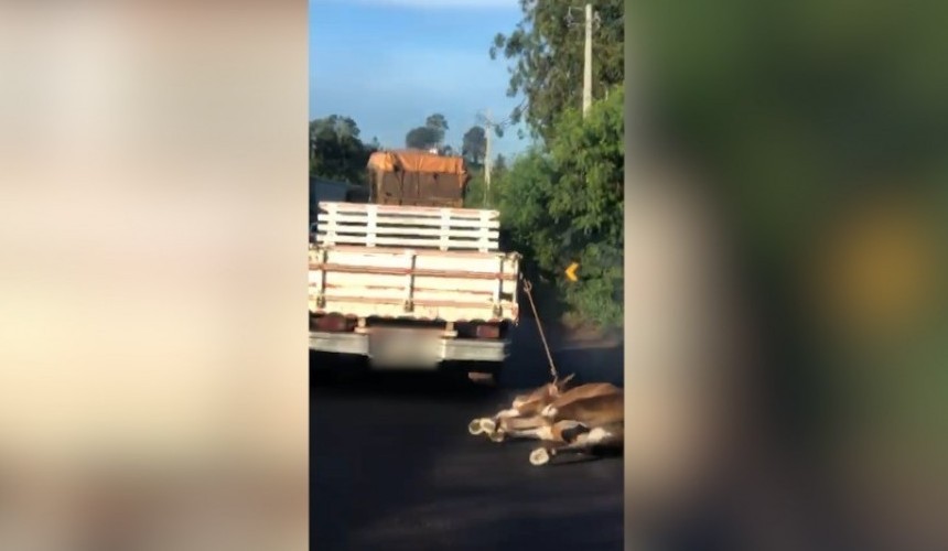 Homem que arrastou cavalo na rodovia pode ser multado pela Adapar