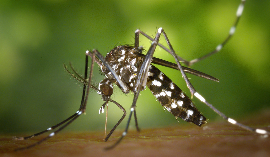 Informe semanal da dengue confirma o primeiro óbito pela doença no Paraná