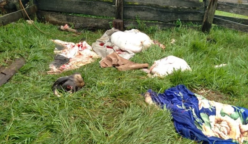 Abatimento e furto de gado é registrado em propriedade rural no interior de Boa Vista da Aparecida