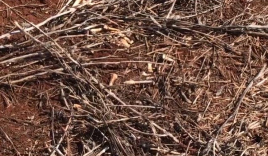 Ossada humana é encontrada em área rural de Santa Tereza do Oeste