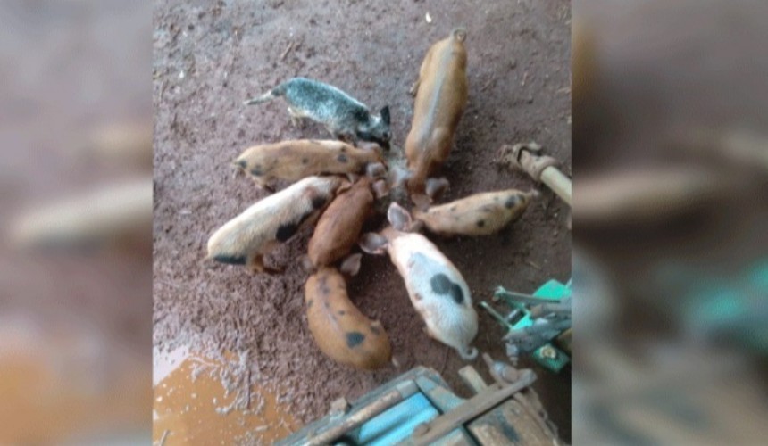 Oito porcos furtados em Três Barras do Paraná são recuperados pela PM