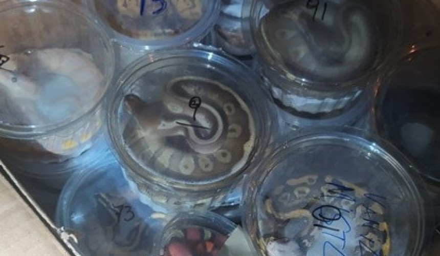 PRF apreende serpentes e tartarugas trazidas irregularmente da Argentina em Guarapuava