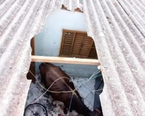 Paraná: Após cavalo, porca e cabra caírem no telhado de casa, família é surpreendida por vaca durante a madrugada