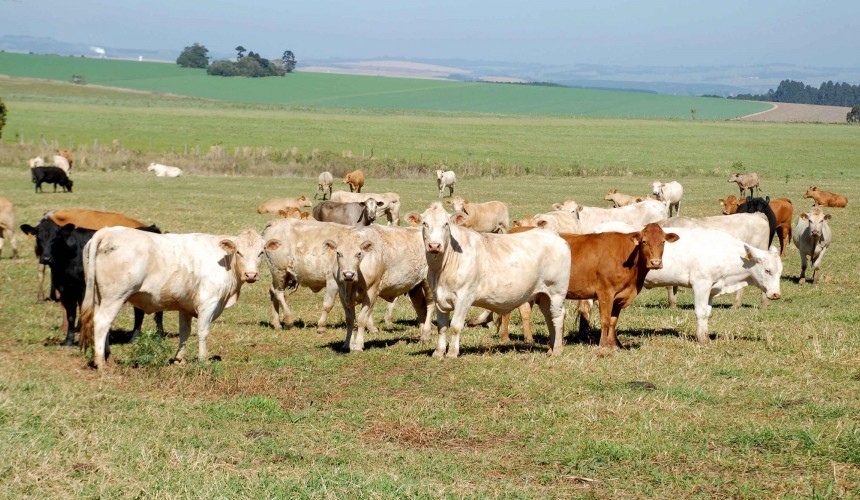 Campanha de atualização cadastral dos rebanhos do Paraná começou neste domingo