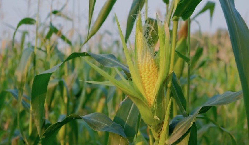 Engenheiro Agrônomo de Capitão avalia lavouras e aponta alguns danos em nossa região na safra do milho safrinha