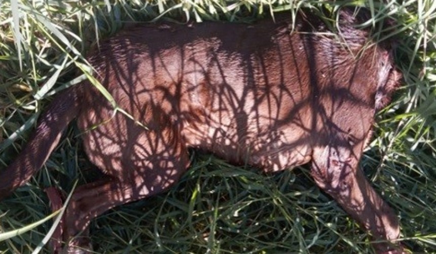 Homem matou e decapitou cachorro por achar que era um Lobisomem  em Pato Branco