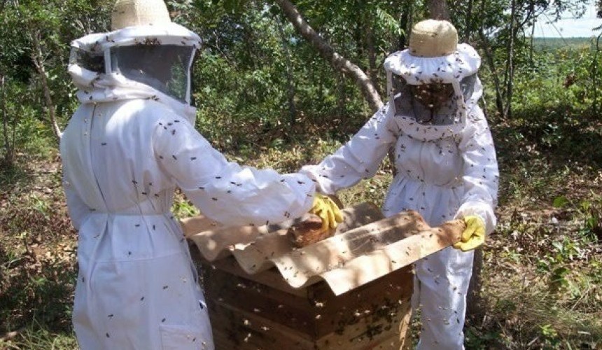 CAPITÃO: Secretaria de Agricultura, Pecuária e Meio Ambiente está com as inscrições abertas para a Apicultura no município
