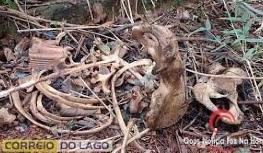 Ossada humana é localizada aos fundos de igreja em Foz do Iguaçu