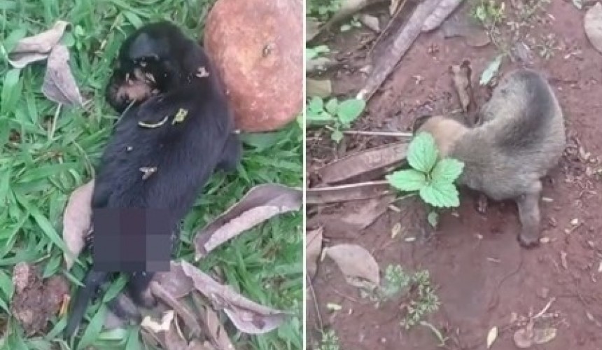 Filhotes resgatados de incêndio são encontrados mortos com sinais de maus tratos em Capitão