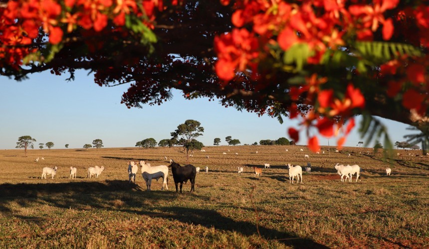Campanha de Atualização de Rebanhos termina dia 30 de junho e Capitão está com apenas 60% do rebanho cadastrado