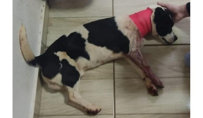 Cachorro é esfaqueado por adolescente de 13 anos em Cafelândia