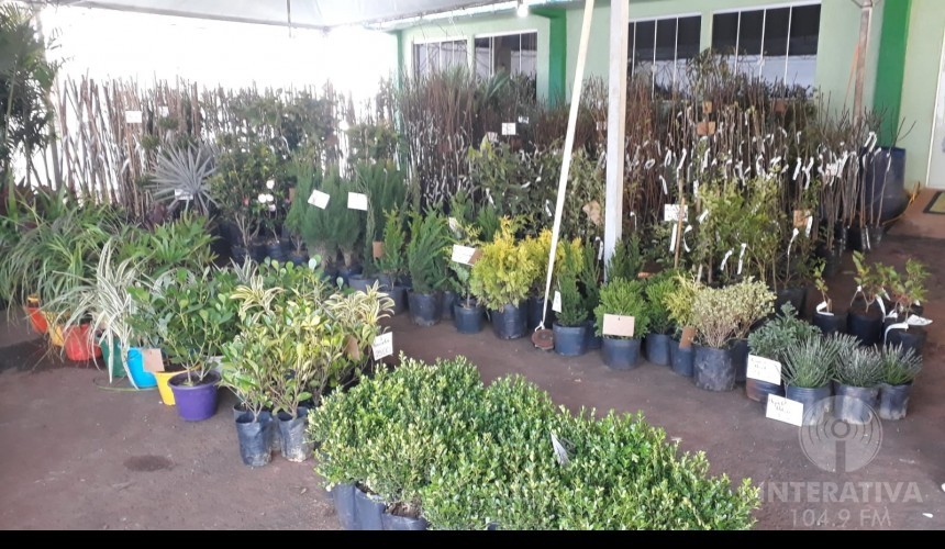 Iniciou nesta terça-feira a 18ª Feira de mudas do Sindicato dos Trabalhadores Rurais de Capitão