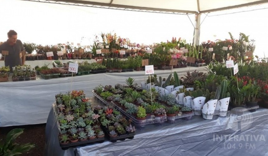 Mais de 2.000 mudas já foram comercializadas na feira do STR de Capitão