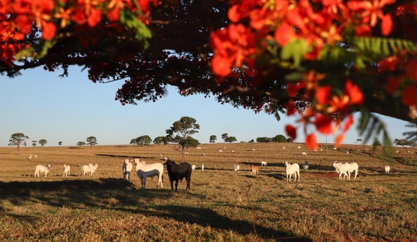 Atualização de Rebanhos chega ao fim e Capitão tem apenas 80% dos animais cadastrados