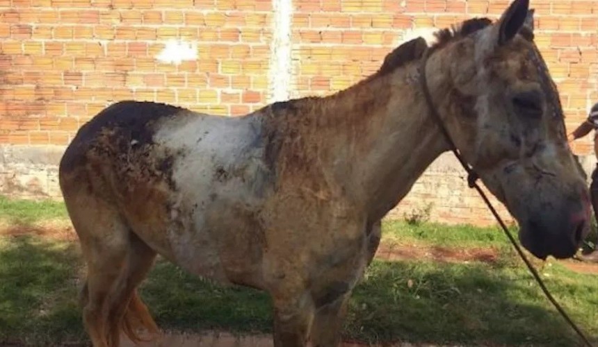Polícia de Sarandi procura pessoas que atearam fogo em um cavalo