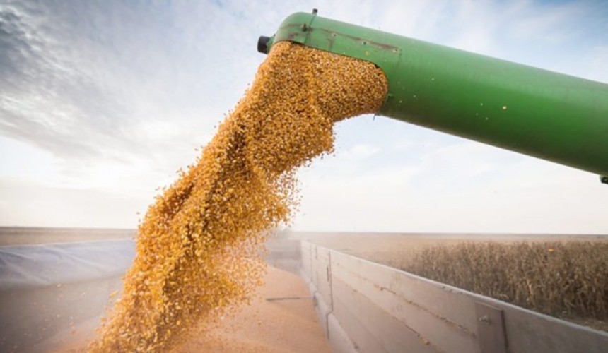 Colheita do milho vai à 45% no Paraná e produtividades seguem afetadas pelo enfezamento, diz Deral