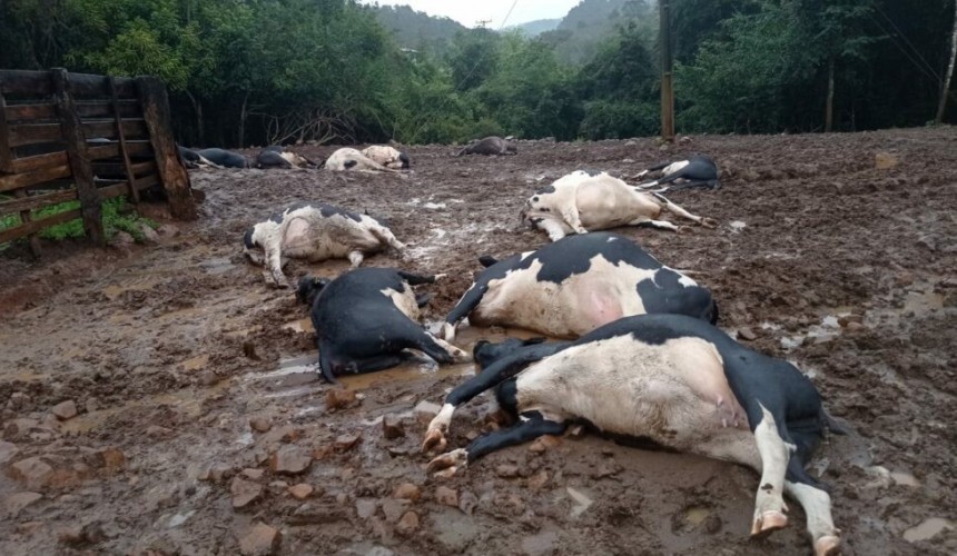 Descarga elétrica mata 19 vacas em propriedade rural Saudade do Iguaçu