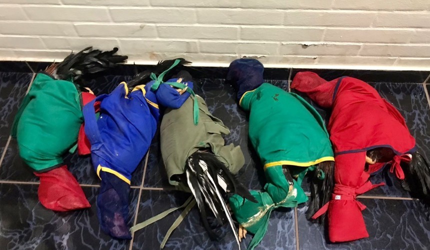 Rotam apreende galos de rinha na PR 484 em Boa Vista da Aparecida