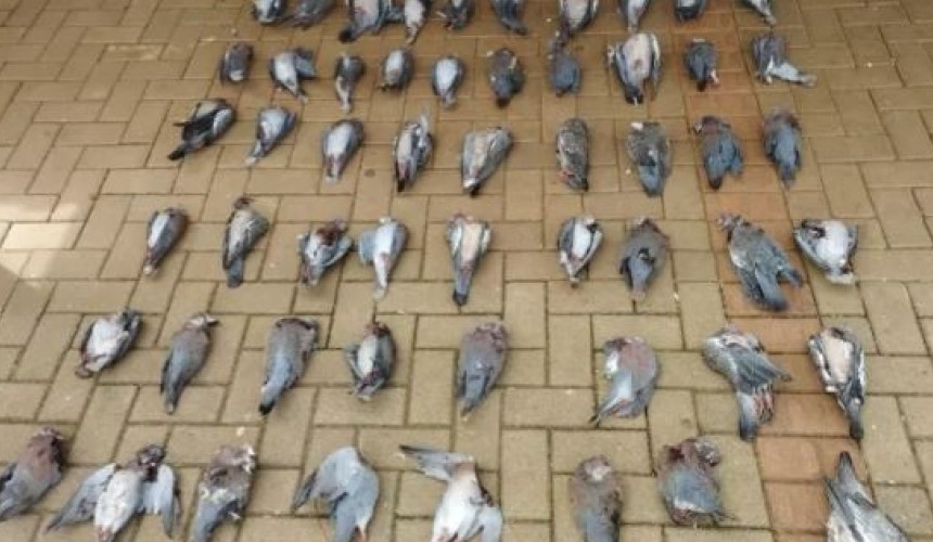Homem é autuado por caçar 64 pombas silvestres em Pranchita