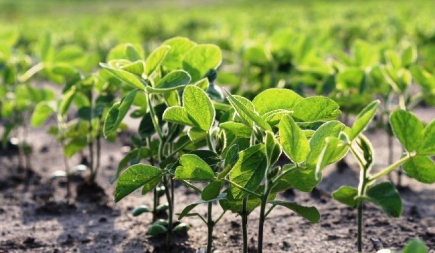 Engenheiro Agrônomo de Capitão faz alerta sobre os riscos de perda nas lavouras