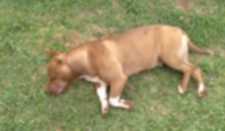Homem é preso acusado de matar Pitbull a pauladas no Paraná