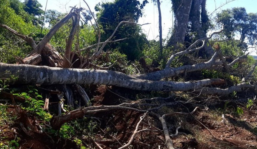 Batalhão Ambiental localiza desmatamento em Catanduvas e aplica multa de R$ 84 mil