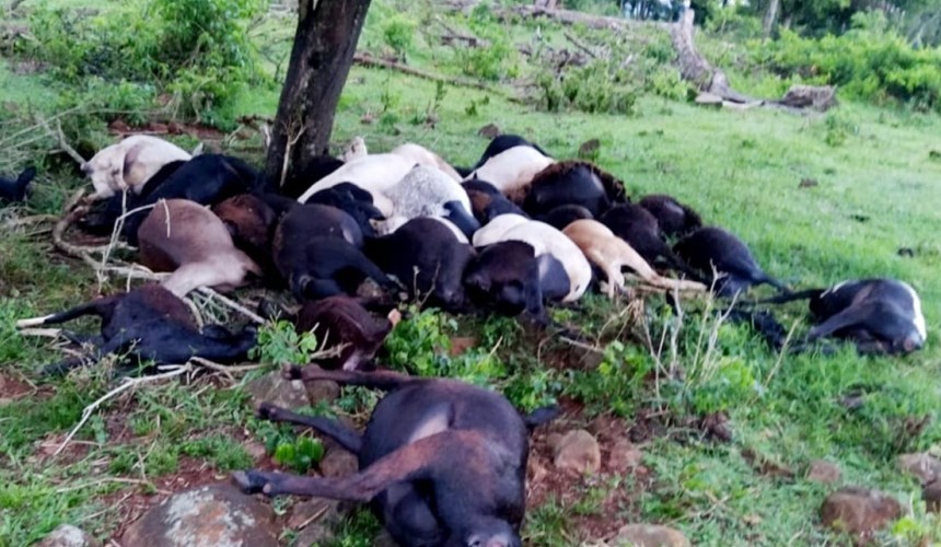 Raio atinge propriedade rural em Lindoeste e mata 33 ovelhas