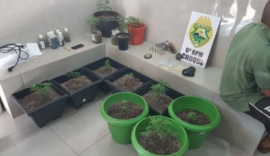 Com 12 pés de maconha e arma de fogo, homem é preso em Cascavel