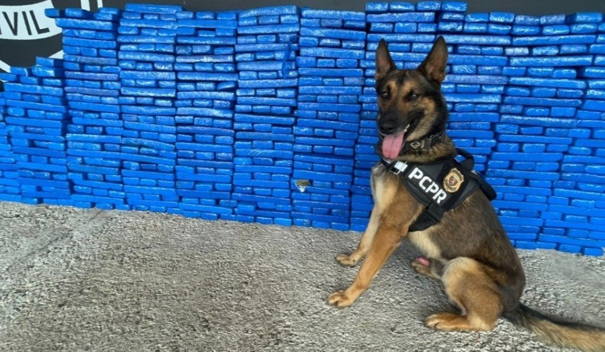 Polícia Civil apreende uma tonelada de maconha em Pato Branco