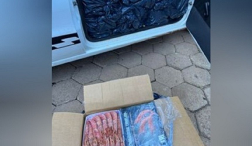 Polícia Civil apreende 700 quilos de camarão contrabandeados em Santo Antônio do Sudoeste