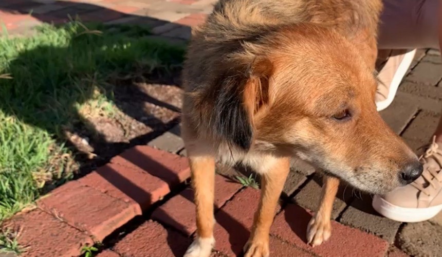 Idoso de 84 anos estupra cachorra e é detido em Cascavel