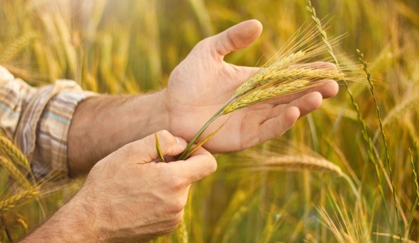 Brasil registra safra recorde de trigo com a produção de 9,5 milhões de toneladas; Capitão e região tiveram saldo abaixo do esperado