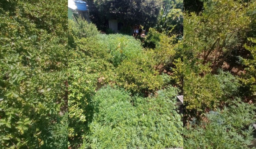 Homem é preso com 128 pés de maconha em Santa Terezinha de Itaipu