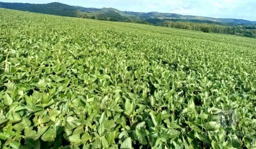 Colheita da Soja começou em Capitão, e agricultores já estão se preparando para o plantio do Milho Safrinha