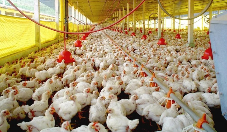 Produtores do oeste do PR  devem reforçar as medidas de prevenção contra influenza aviária