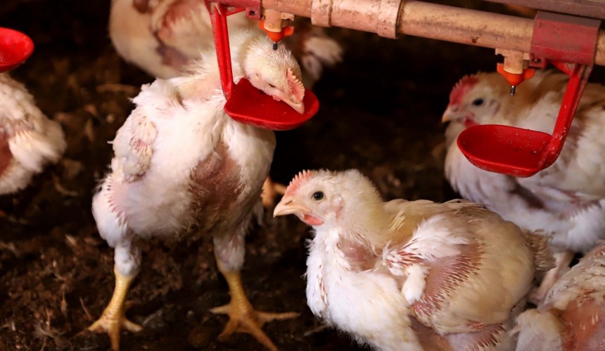 Governo do Paraná suspende participação de aves em eventos agropecuários por 90 dias, e Fiscal da Adapar de Capitão faz alerta
