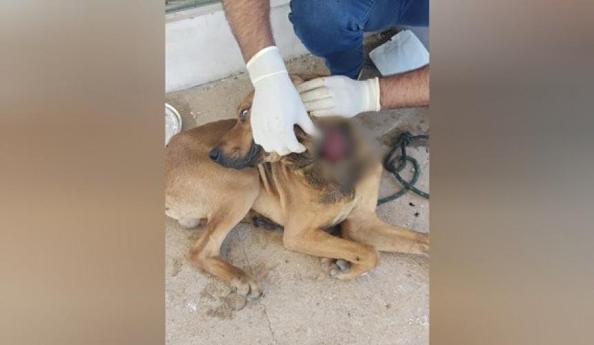 PM resgata cachorro com ferimento no pescoço provocado por coleira apertada em Flor da Serra do Sul