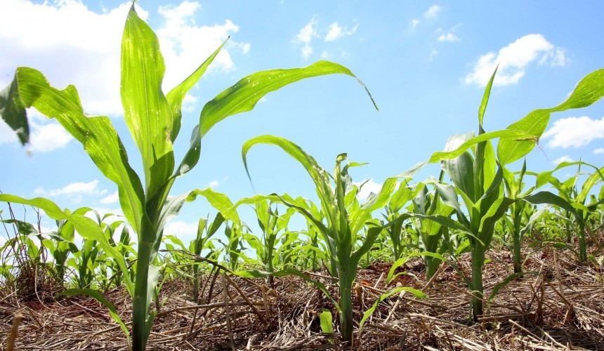 Engenheiro Agrônomo de Capitão reforça orientações para agricultores sobre as práticas de manejo para evitar proliferação da cigarrinha do milho